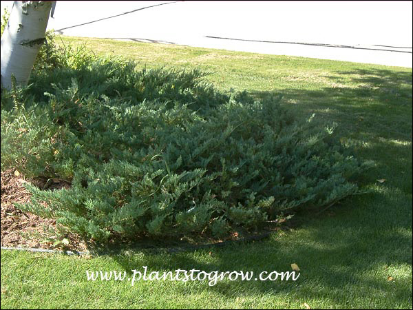 T His is the remnants of a large planting.  They are over 25 years old. May get to much shade from the Birch.